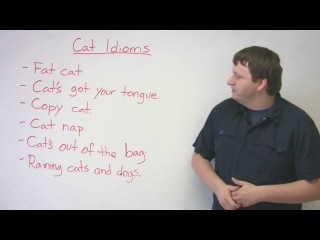 Cat idioms