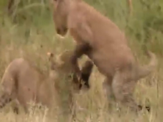 Lion, leopard and cheetah cubs just being cute in kenyas masai mara