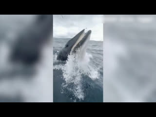 Неожиданная встреча с малым полосатиком