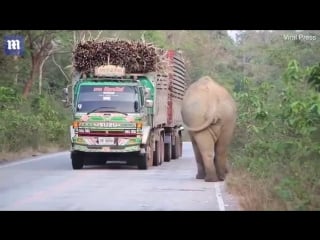 Elephant causes traffic jam by stopping lorry to steal sugar cane