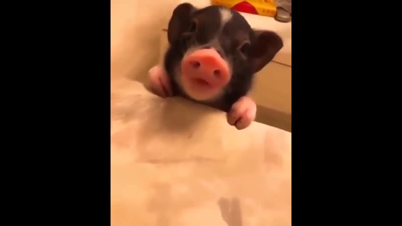 Истинный гурман