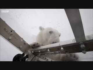 Wild polar bear tries to break in bbc