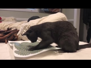 Cat mesmerized by optical illusion