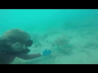 After spending 3 hours with the sea turtle, the diver gained her trust and this was the awesome outcome