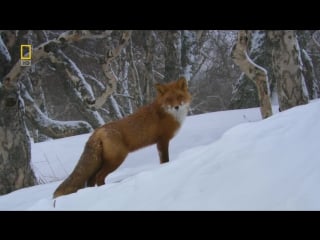 Обыкновенная лисица / vulpes vulpes / red fox