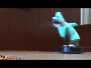 Cat in a shark costume chases a duck while riding a roomba