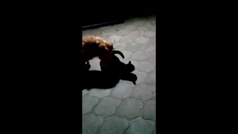 Пес ебет кошечку