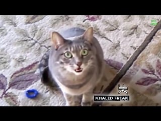 Cat singing titanic my heart will go on (autotune remix) by khaled freak