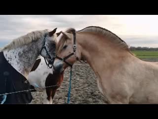 Diego marloes 20200414 5 mp4