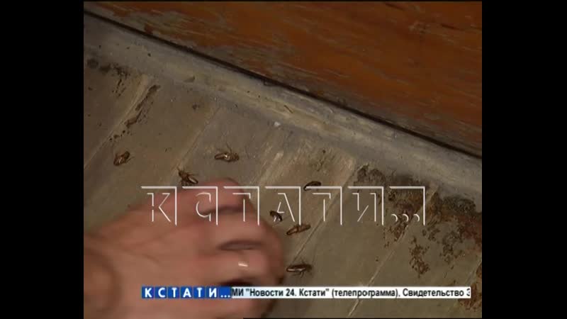 Доведенные до отчаяния нашествием тараканов жители, выпустили насекомых в кабинеты местного дука