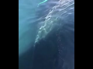 The beauty of whales communicating