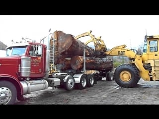 Cat loader unloads huge old growth spruce logs off peterbilt log truck