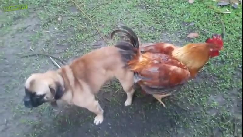 Бедная невинная курица получает член в ее тугую задницу