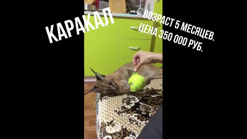 Каракал девочка