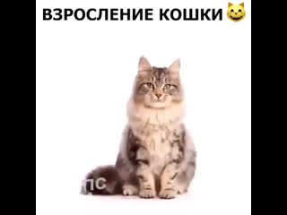 Взросление кошки 🐈