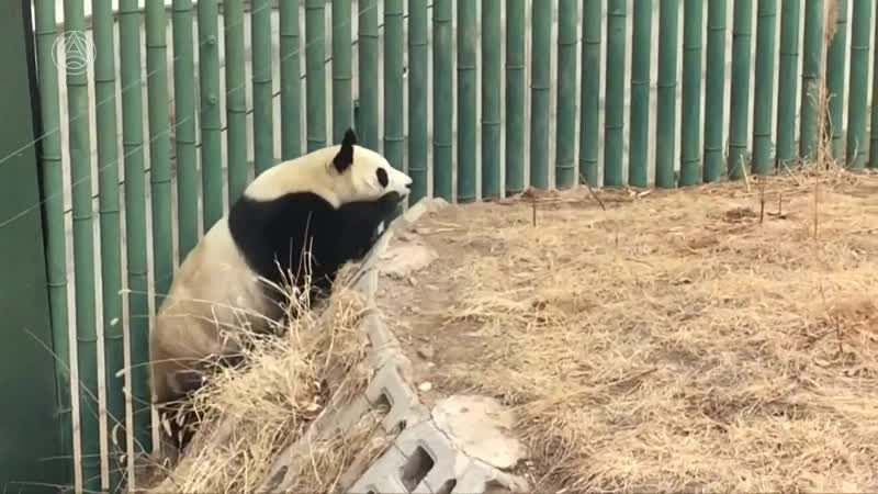 Молодые в китайском зоопарке встречают весну