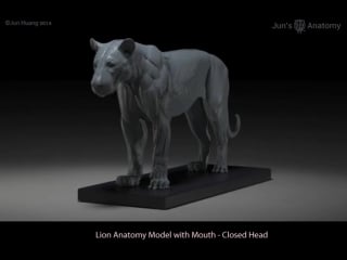 Анатомическая модель льва в 3d! lion anatomy model (with mouth closed head) by juns anatomy