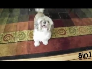 Молодые коди не умеет лаять, зато она смешно и громко орёт / cody the dog who screams like a man