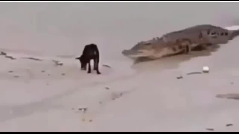 Крокодил чуть не съел молодые