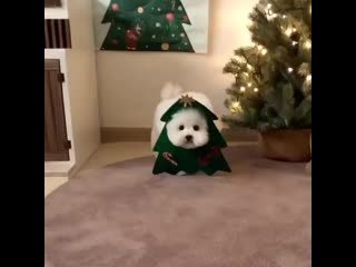 Cute dailydog 20201226 182637 0 mp4