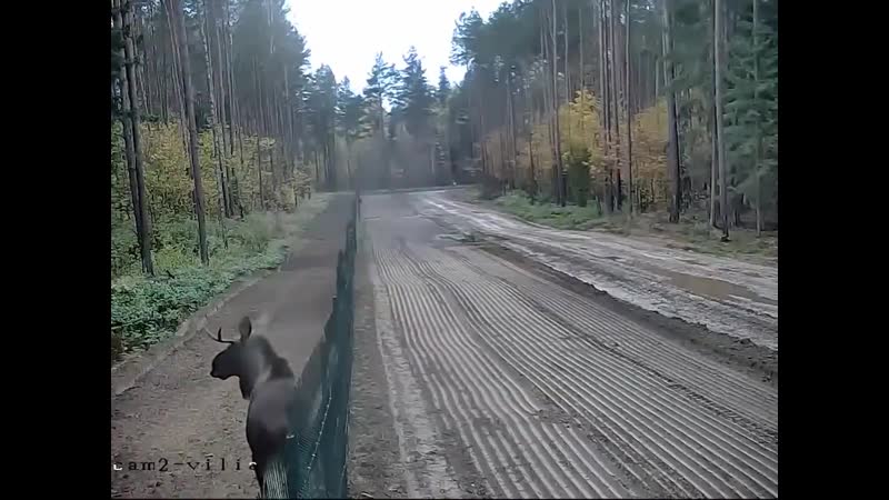 От этого режима бегут даже звери лось эмигрировал из беларуси в литву, перепрыгнув забор на границе