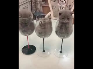 Кото винишко