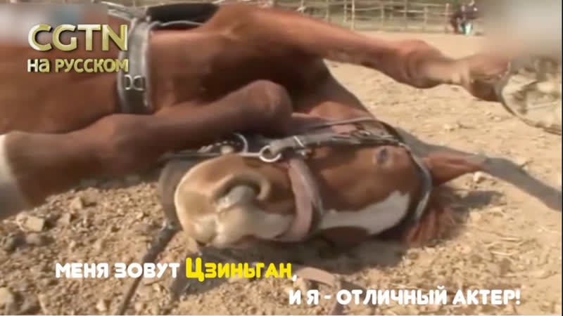 Хитрый конь притворяется мертвым каждый раз, когда его пытаются оседлать