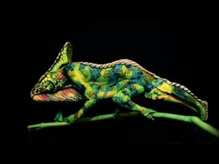 Chameleon impressive creation fine art bodypainting by johannes stötter