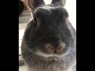 Nose twitching 🐰 #bunny #bunnies #bunnylove #bunni лондон