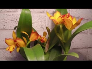 Cattleya timelapse video 1080p