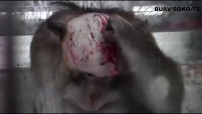 Жестокие пытки невинных молодые в лабораториях живодеров вивисекторов