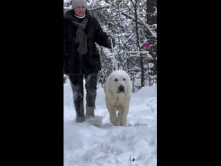 Video by алабай племенной питомник "таёжный талисман"