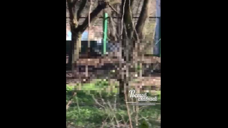 Пара в парке в таганроге занялась непотребством ростов на дону главный