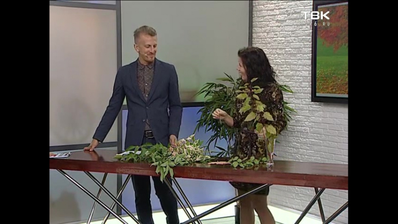 Советы ландшафтного дизайнера׃ выращиваем клен