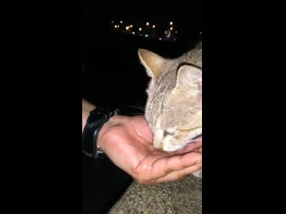 This pregnant cat was very thirsty