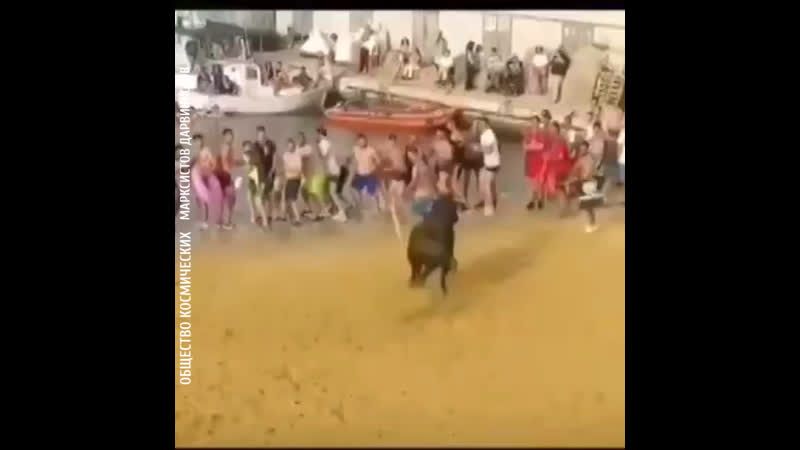 Игрища с крупным рогатым скотом их нравы