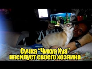 Сучка "чихуа хуа" молодые своего хозяина чехменка андрея