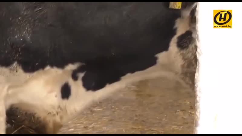 Белорусское молочко