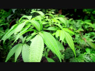 Коста рика costa rica (2018)