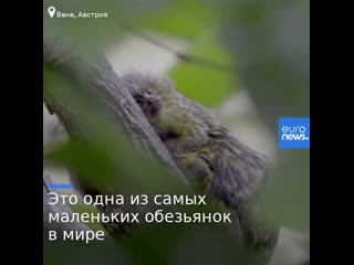 Это одна из самых маленьких обезьянок в мире