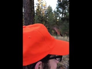 A hummingbird thought a man's orange hat was a flower