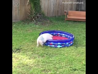 Хрюшка веселится в бассейне