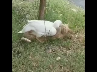 Best animals1 20200530 001312 0 mp4