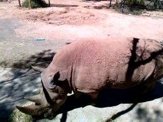 White rhinoceros eating at monarto porn