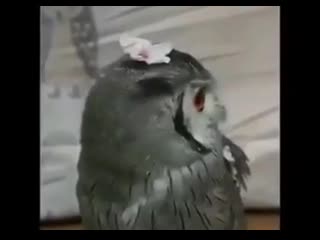 Just sоmе birbs