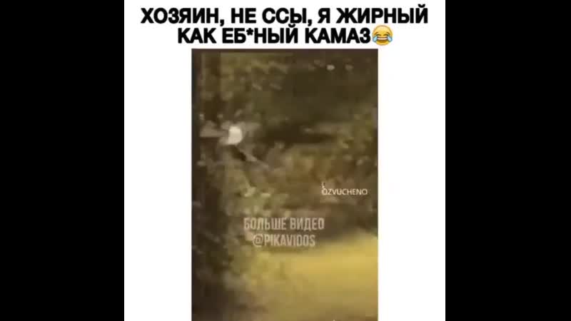 Не ссы я жирный 😂
