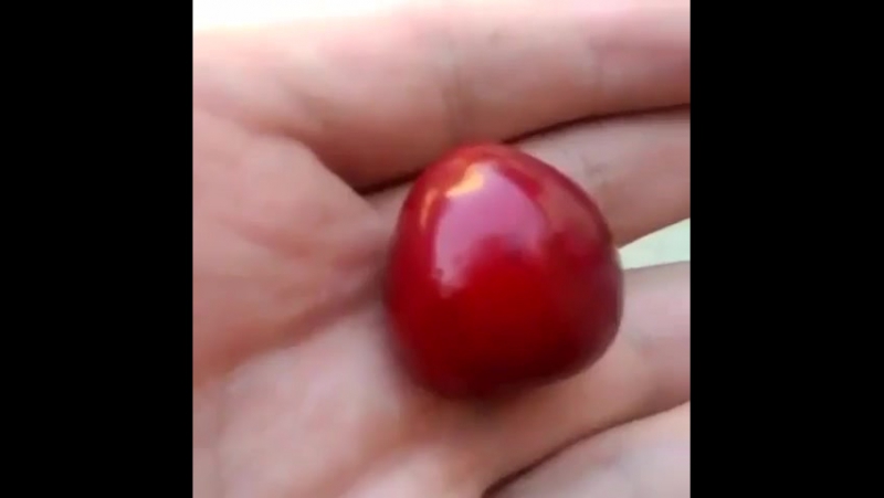 Интересная черешня