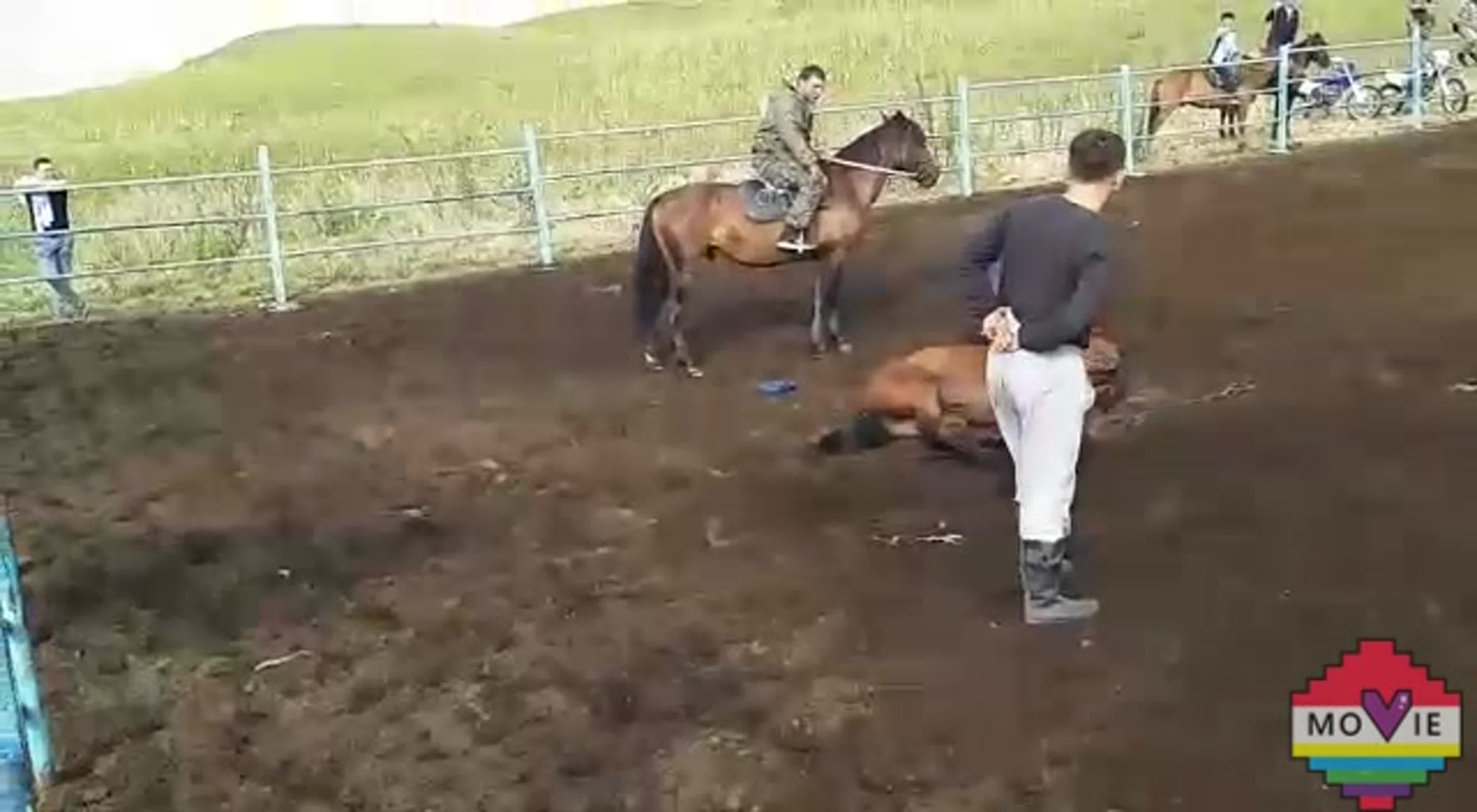 трахнул лошадь 