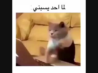 بيج ع ــراقي رد فولو on instagram اي وربي التشبي 0(mp4) mp4