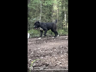 Видео от алабай племенной питомник "таёжный талисман"